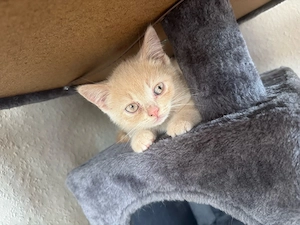 Bkh Kater Kitten abzugeben