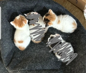 Britisch kurzhaar Mischlings Kater Bild 3