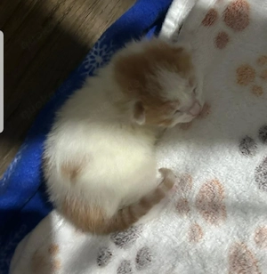 Britisch kurzhaar Mischlings Kater Bild 2