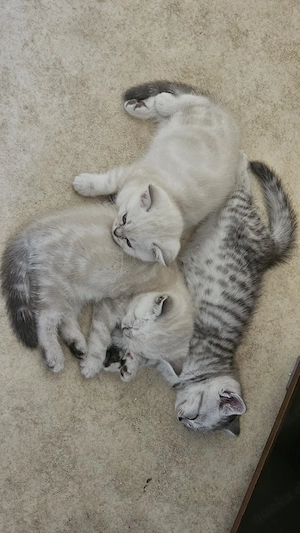 Wunderschöne BKH Kitten (Britisch Kurzhaar)