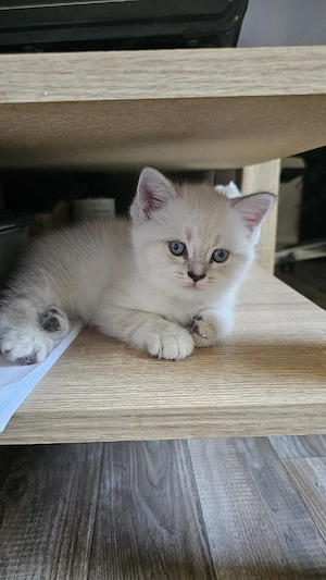 Wunderschöne BKH Kitten (Britisch Kurzhaar)