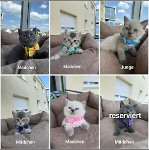 6 liebevolle Babykitten suchen ein neues Zuhause
