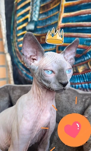 Canadische Sphynx 