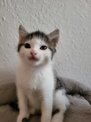 Katzenbabys  Bild 2