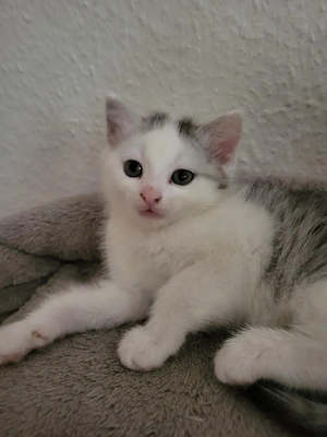 Katzenbabys 