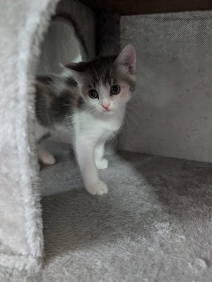 Kitten Katzenbabys suchen Zuhause