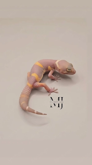 Leopardgecko Lava Projekt TSM Black Night Mandarin Tangerine Tremper 