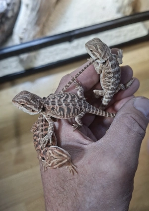 6 Bartagame Farbbartagame sehr schöne Tiere