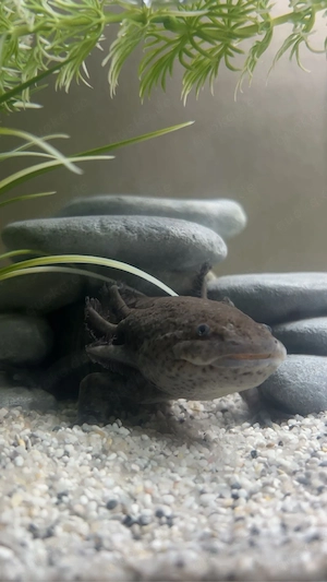 Axolotl Männchen Bild 3