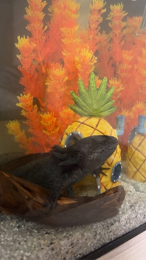 Axolotl Männchen Bild 2