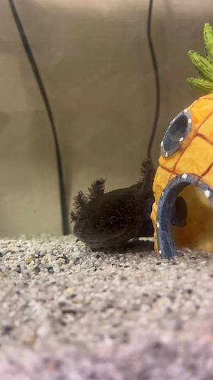 Axolotl Männchen