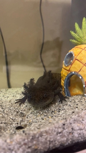 Axolotl Männchen Bild 4