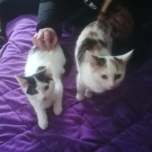 Britisch kurzhaar Mischlings Kater Bild 4