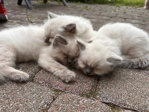 reinrassige Ragdoll Kitten*abgabe ab mitte September*