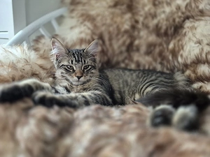 Xxl  Maine Coon Mix Mädel 