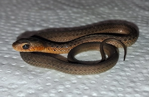 Thamnophis sirtalis Flame 100% het shuett Albino