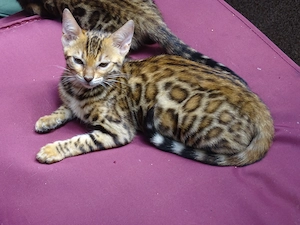 Extra klassige Bengalkatze mit blaue imfopes und große Rosette Bild 2