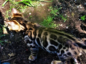 Extra klassige Bengalkatze mit blaue imfopes und große Rosette Bild 3