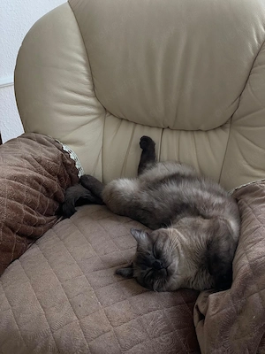 Verschmuste Brüder zum kuscheln