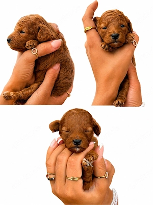 toypudel welpen 