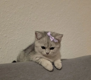 Reinrassige BKH Kitten suchen neues Zuhause