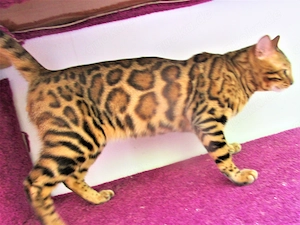 bengsl kater 