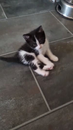 Kleiner Herzensbrecher Mauli sucht sein Zuhause für immer!