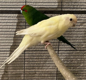 Ziegensittich  pärchen 
