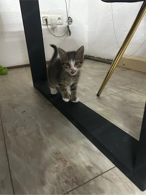 katzenbabys  abzugeben 12 wochen alf 