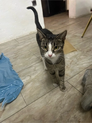 katze abzugeben 