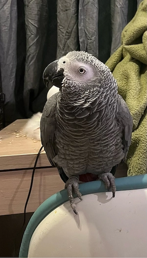 Graupapagei