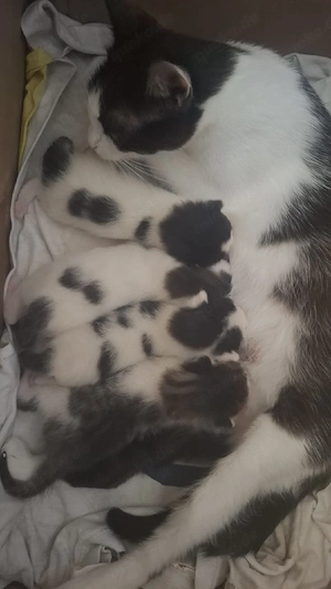 Drei kleine Kätzchen und ein kleines Katzenmädchen.