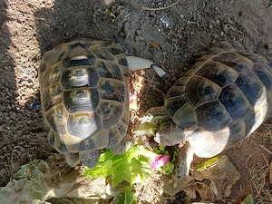 Maurische Landschildkröten