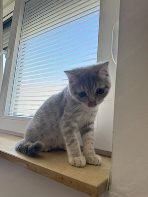 Kitten Britisch Kurzhaar  Bild 3