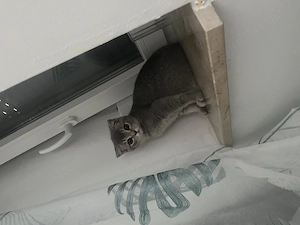 Kitten Britisch Kurzhaar  Bild 4