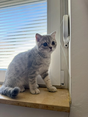 Kitten Britisch Kurzhaar 