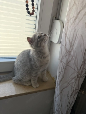 Kitten Britisch Kurzhaar  Bild 2
