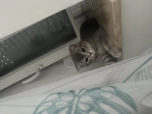 Kitten Britisch Kurzhaar  Bild 5