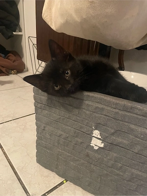 nala sucht noch ein zuhause 