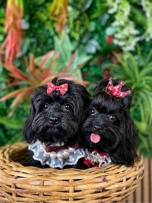 Maltipoo Welpen Bild 5