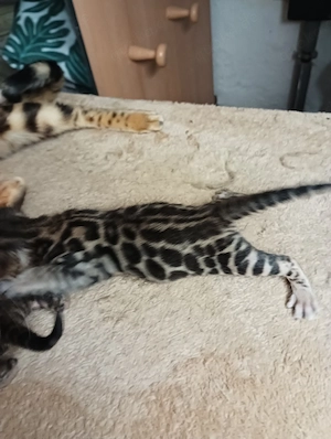 Extra klassige Bengalkatze mit blaue imfopes und große Rosette Bild 4