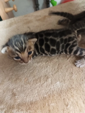 Extra klassige Bengalkatze mit blaue imfopes und große Rosette Bild 5