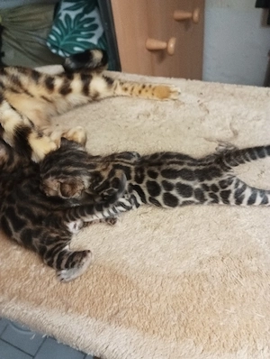 Extra klassige Bengalkatze mit blaue imfopes und große Rosette Bild 9