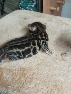 Extra klassige Bengalkatze mit blaue imfopes und große Rosette Bild 7
