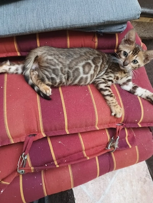Extra klassige Bengalkatze mit blaue imfopes und große Rosette Bild 8
