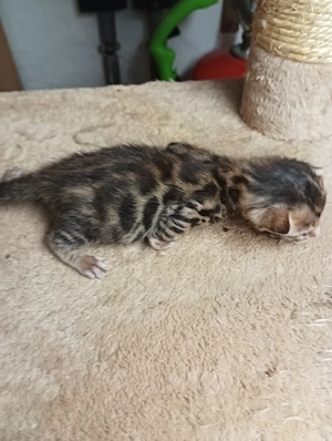 Extra klassige Bengalkatze mit blaue imfopes und große Rosette Bild 6