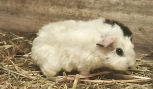 Junge Meerschweinchen  Bild 3