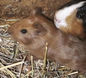 Junge Meerschweinchen  Bild 6
