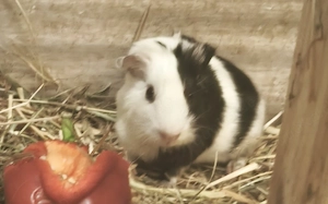 Junge Meerschweinchen  Bild 4