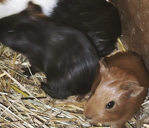 Junge Meerschweinchen  Bild 5